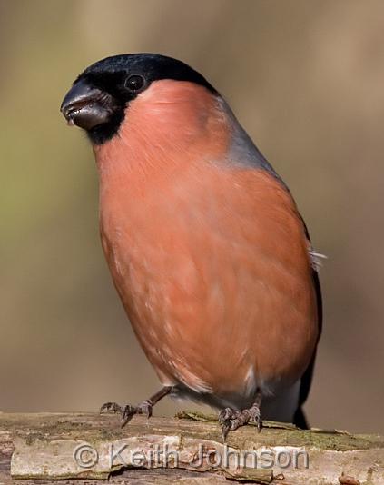 (M) Bullfinch.jpg
